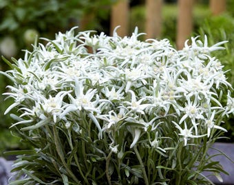Edelweiss Blossom of the Snow 2 Potted Plants - Rooted in Quart Pots, Summer White Flowers in Partial Sun, from Easy to Grow