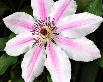 1 Pack Clematis Plant - Nelly Moser Potted Plant from Easy to Grow