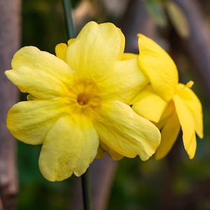 Jasmine Winter Yellow Nudiflorum - 2 Pack Potted Plants from Easy to Grow