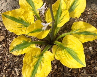 Clearance - 3 Hosta - Glad Rags Bareroots/Divisions from Easy to Grow