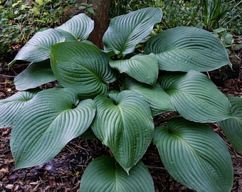 Hosta T-Rex 3 Roots - Summer Flowers & Large Foliage in Shade, from Easy to Grow
