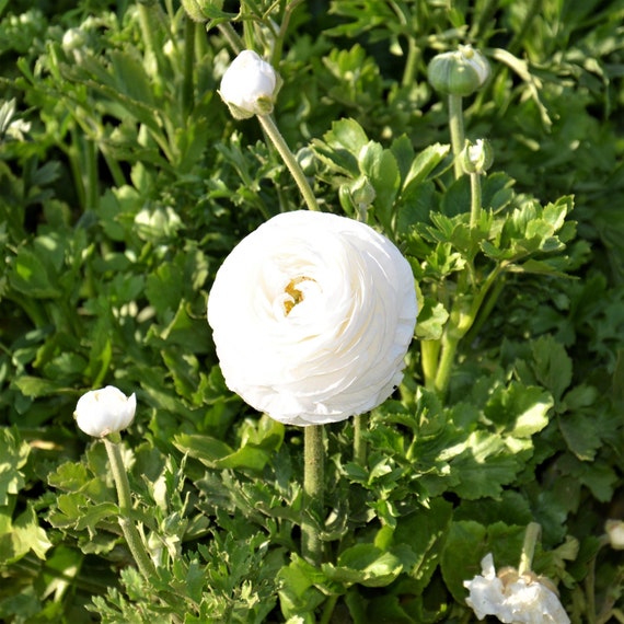 10 Ranunculus asiaticus Tecolote blanc bulbes Renoncules - Etsy France