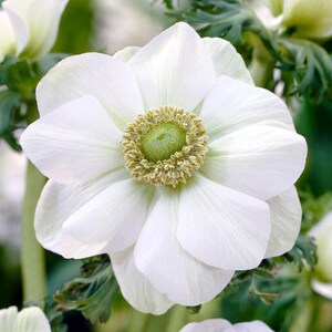 Anemone The Bride 20 Flower Bulbs, Spring Blooms Full Sun Outdoor Zones 8-10