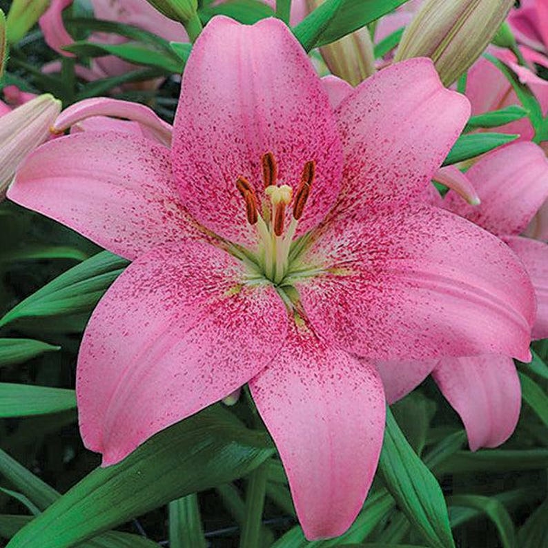 Easy to Grow Bulbs Asiatic Tango Lily