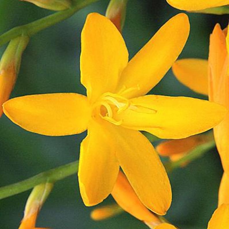 Easy to Grow Bulbs Crocosmia George Davidson
