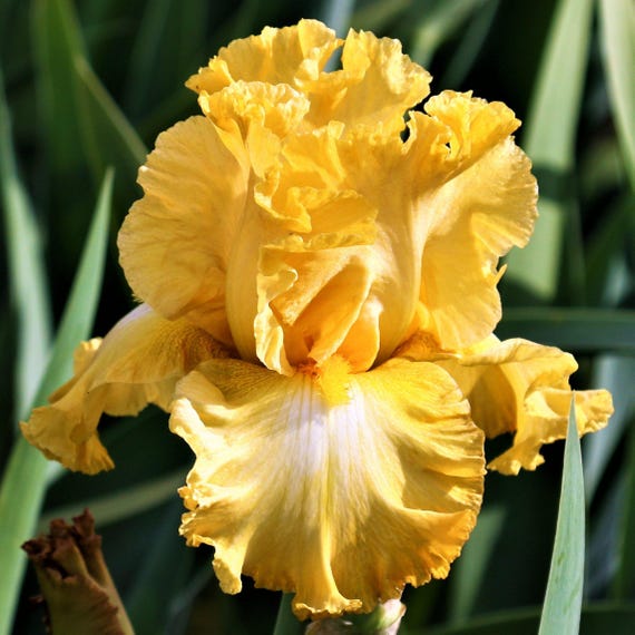 Bearded Iris Eggnog - Plant Bulbs from Easy to Grow, Golden Yellow Flowers in Spring & Fall