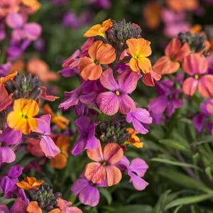 Erysimum Brightside Magenta Glow 2 Potted Plants - Spring Multicolor Purple Pink Orange Blooms in Sun, Quart Pot from Easy to Grow