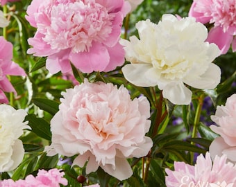 Colección Peony Pastel 3 Roots: flores primaverales fragantes que florecen al sol, fáciles de cultivar.