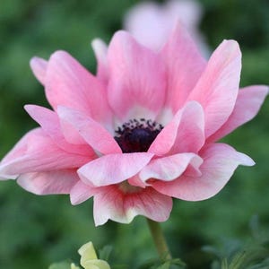 Italian Anemone Mistral Rosa Chiaro 10 Flower Bulbs from Easy to Grow