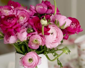 Ranúnculo Buttercup Colección Very Berry 30 Bulbos de Flores - Florece en Primavera en Sol Templado, Fácil de Cultivar