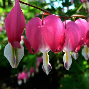 May include: Close-up of a cluster of pink bleeding heart flowers. The heart-shaped petals are a vibrant pink, with white and yellow accents at the base. The flowers hang from a slender, brown stem against a blurred green background.