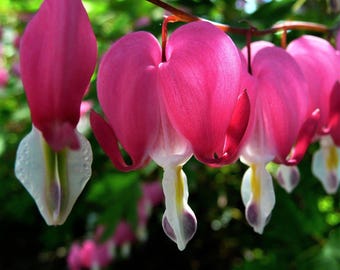 Dicentra Bleeding Hearts Boothman's Variety 1 Plant Root - Spring to Fall Pink Blooms in Shade, from Easy to Grow