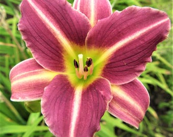 Daylily Mary Reed 3 Root Divisions - Summer Purple Pink Blooms in Sun, from Easy to Grow (Hemerocallis)