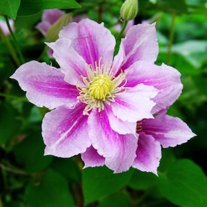 May include: Close-up of a vibrant clematis flower with multiple petals. The petals are a soft pink with deep magenta stripes radiating from the center. The flower's center features a cluster of yellow stamens, set against a backdrop of green foliage.