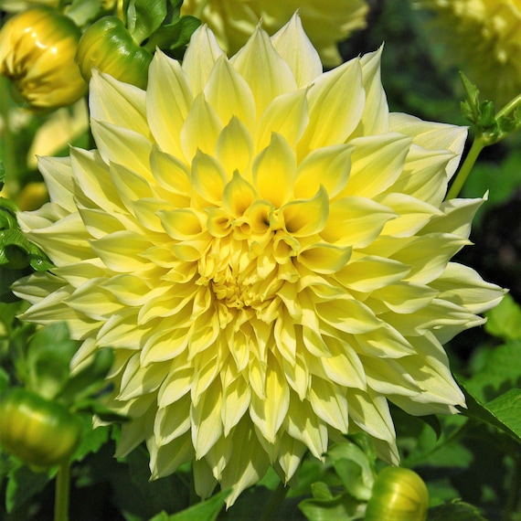 Dahlia Kelvin Floodlight 3 Tuber Clumps - Summer to Fall Yellow Blooms in Sun, from Easy to Grow