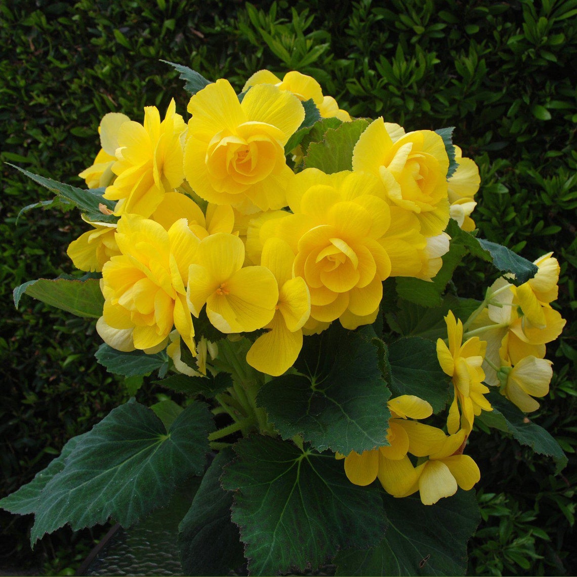 3 Begonia Roseform Yellow Flower Bulbs From Easy to Grow Etsy