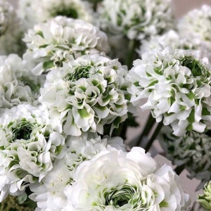 3 Italian Ranunculus - Cloni Pon Pon Igloo Flower Bulbs from Easy to Grow