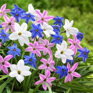 Clearance - 30 Starflower - Wish Upon A Star Mix Flower Bulbs from Easy to Grow