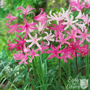 Nerine Topsy Turvy Mix 10 Bulbs - Unusual Pink Summer to Fall Flowers Bloom Partial Sun from Easy to Grow