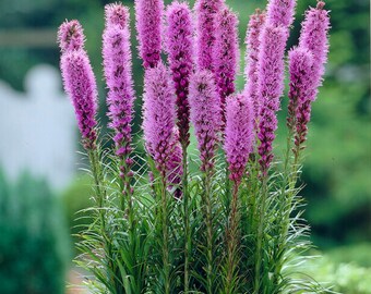 10 Liatris - Spicata Flower Bulbs from Easy to Grow