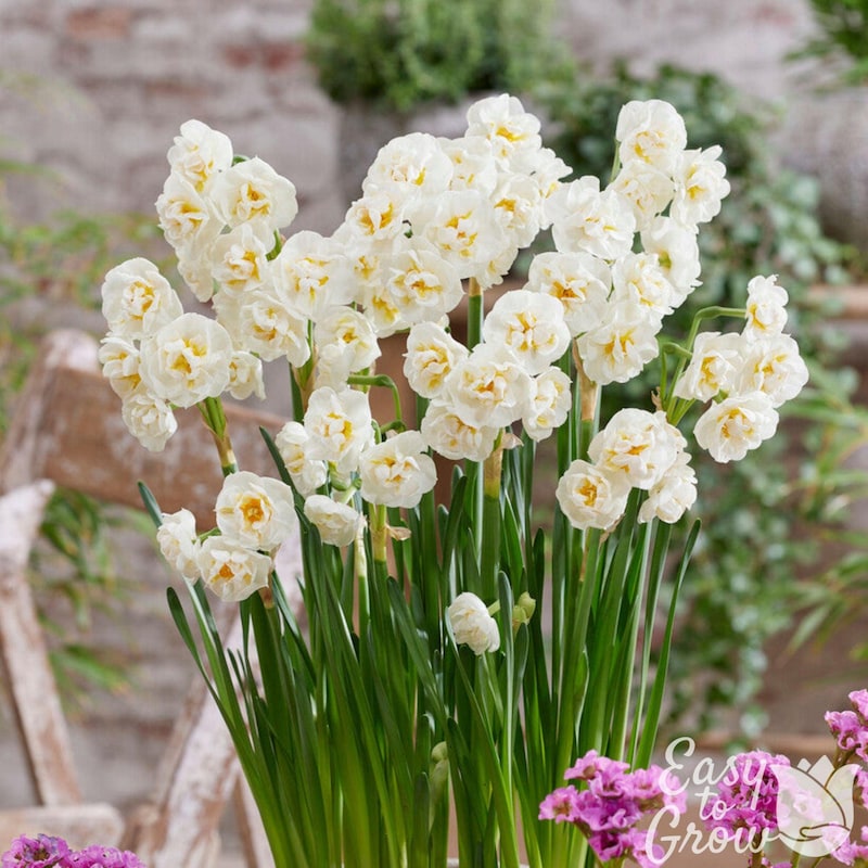 Bridal Crown Daffodil - Etsy