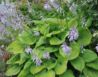 Hosta Sum and Substance 3 Roots - Summer Blooms Chartreuse Foliage in Shade, from Easy to Grow