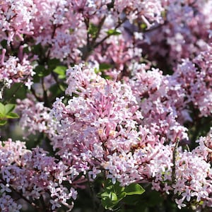 Lilac Miss Kim 1 Potted Plant - Rooted in a Quart Pot, Spring Fragrant Flowers, Easy to Grow (Syringa)