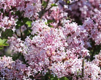 Lilac Miss Kim 1 Potted Plant - Rooted in a Quart Pot, Spring Fragrant Flowers, Easy to Grow (Syringa)