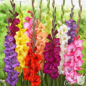 Gladiolus Artistic Arrangers Mix 40 Flower Bulbs - Summer Colorful Blooms in Full Sun, from Easy to Grow image 1