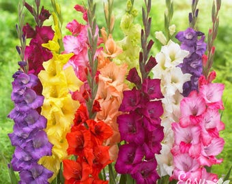 Gladiolus Artistic Arrangers Mix 40 Flower Bulbs - Summer Colorful Blooms in Full Sun, from Easy to Grow