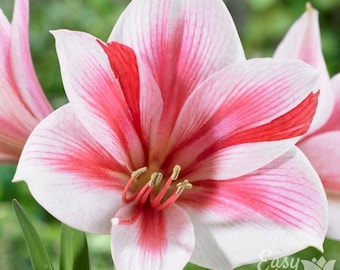 Amaryllis Gervase 1 Flower Bulb - Indoor Holiday or Outdoor Spring Blooms, Partial Sun, Easy to Grow