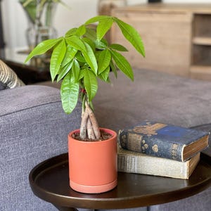 Pachira - Braided Money Tree Houseplant from Easy to Grow