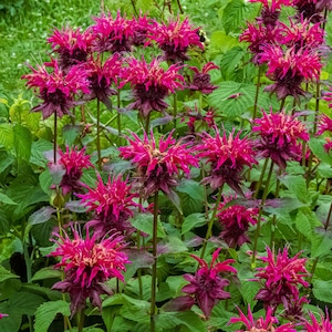 Bee Balm Balmy Purple 2 Potted Plants - Rooted in Quart Pots, Spring Summer Blooms Attract Pollinators, Easy to Grow
