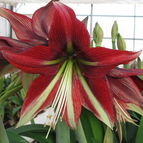 1 Amaryllis Glee Flower Bulb From Easy to Grow Etsy