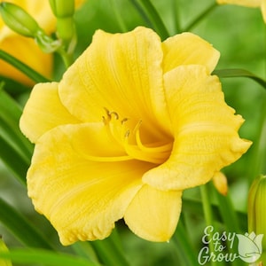 May include: A close-up of a vibrant yellow daylily flower in full bloom. The petals are ruffled and textured, with a prominent stamen. Green leaves and buds surround the flower. The text "Easy to Grow" is in the lower right corner.