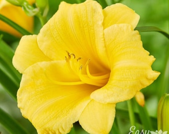 Daylily Stella De Oro 3 Root Divisions - Summer Blooming Yellow Flowers in Full Sun from Easy to Grow (Hemerocallis)