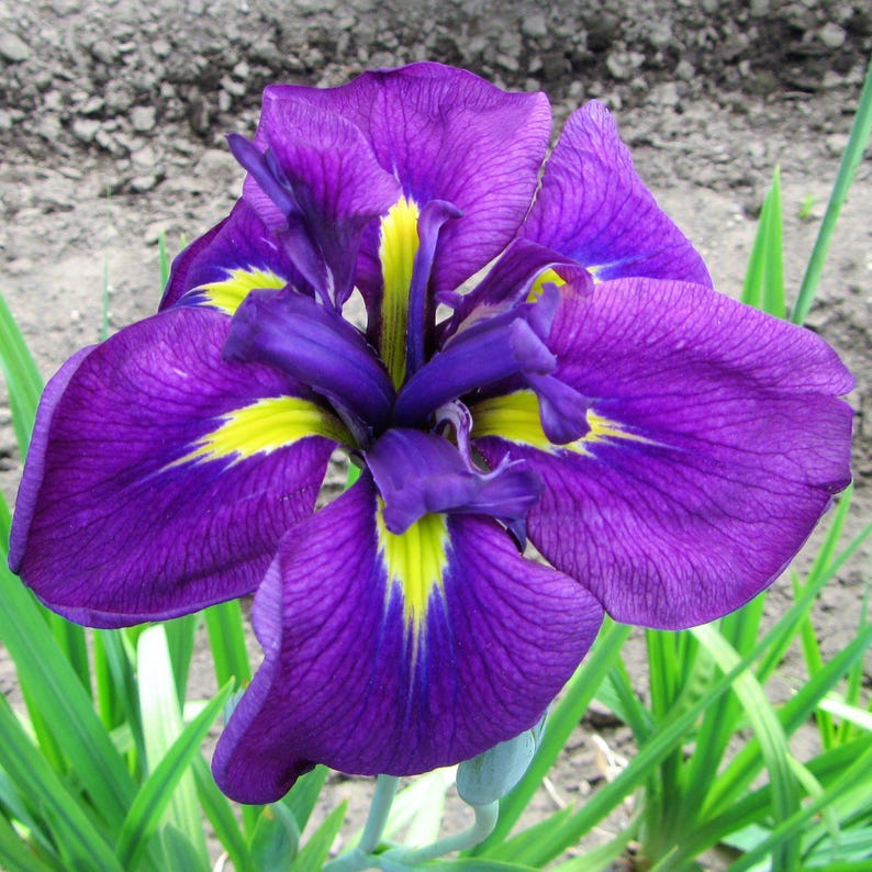 Japanese Iris Zen Garden Mix 5 Rhizome Divisions - Spring to Summer Blooms in Sun, from Easy to Grow immagine 4