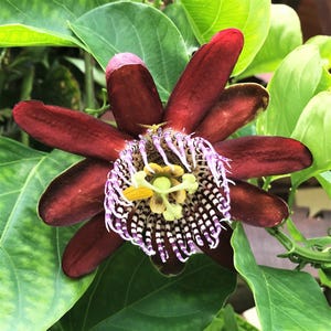 May include: Close-up of a passion flower with deep burgundy petals and a complex center. The flower's center features intricate patterns in white, purple, and yellow, surrounded by green leaves. A vibrant display of nature's beauty.