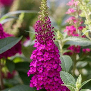 Buddleia Butterfly Bush Buzz Hot Raspberry 1 Potted Plant - Summer Fragrant Pink Blooms, Quart Pot from Easy to Grow