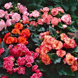 6 Begonia - Cascade Mix Flower Bulbs from Easy to Grow