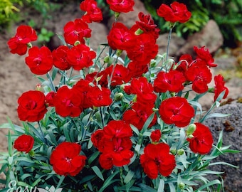 Dianthus Fire Star Improved (2 plantas en maceta) - Enraizadas en macetas de un cuarto de galón, flores rojas de verano, fácil de cultivar.