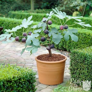 Hardy Chicago Fig 2 Potted Starter Tree Plants - Rooted in Quart Pots from Easy to Grow