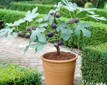 Hardy Chicago Fig 2 Potted Starter Tree Plants - Rooted in Quart Pots from Easy to Grow