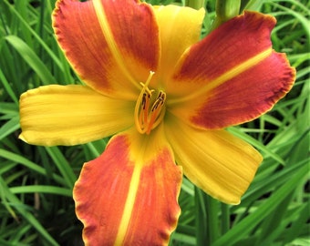 3 Daylily - Frans Hals Bareroots/Divisions from Easy to Grow