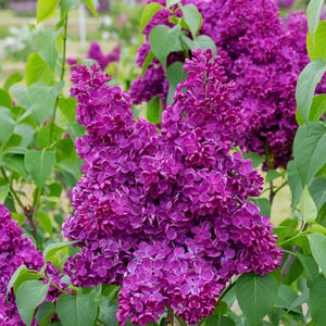 May include: Close-up of vibrant purple lilac flowers in full bloom. The flowers are densely packed, creating a lush, textured appearance. Green leaves provide a contrasting backdrop, highlighting the rich color of the blossoms. The image captures the beauty of spring.