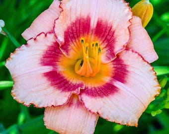 Daylily Strawberry Candy 3 Root Divisions - Summer Pink Blooms in Sun, from Easy to Grow (Hemerocallis)