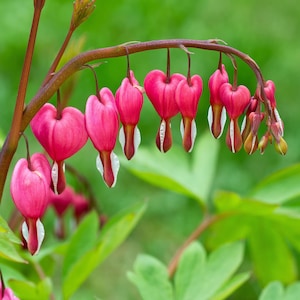 Dicentra Bleeding Heart Pink 1 Root - Spring to Summer Flowers in Partial Shade from Easy to Grow