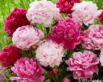 Peony Double Flowering Mix 5 Root Divisions - Fragrant Pink Spring Blooms, Easy to Grow Bulbs (Paeonia)