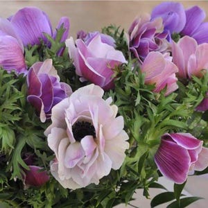 Italian Anemone Mistral Plus Rarity 10 Flower Bulbs from Easy to Grow