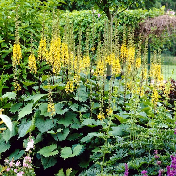 Ligularia The Rocket 1 Root - Yellow Summer to Fall Flowers Bloom in Shade from Easy to Grow
